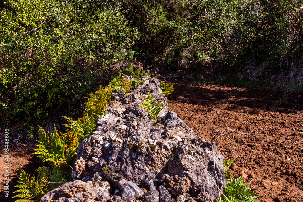 Conjunto de helechos en un muro de piedra Conjunto de helechos en un muro de piedra