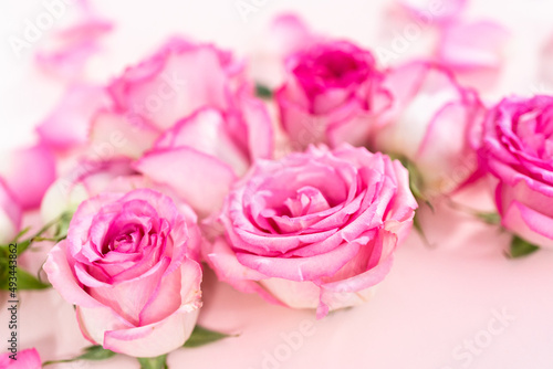 Pink roses