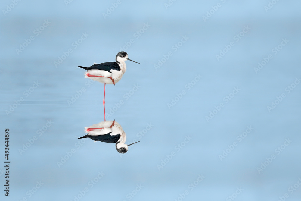 Obraz premium Immersed in the blue, resting black-winged stilt (Himantopus himantopus)
