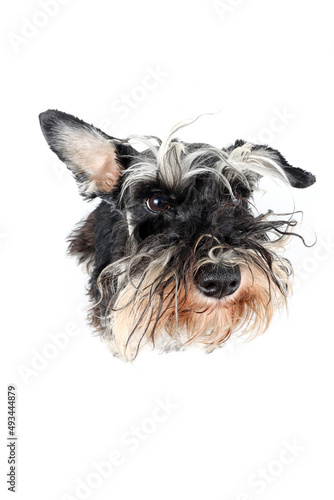 portrait of a very fluffy dog from very close, funny miniature schnauzer