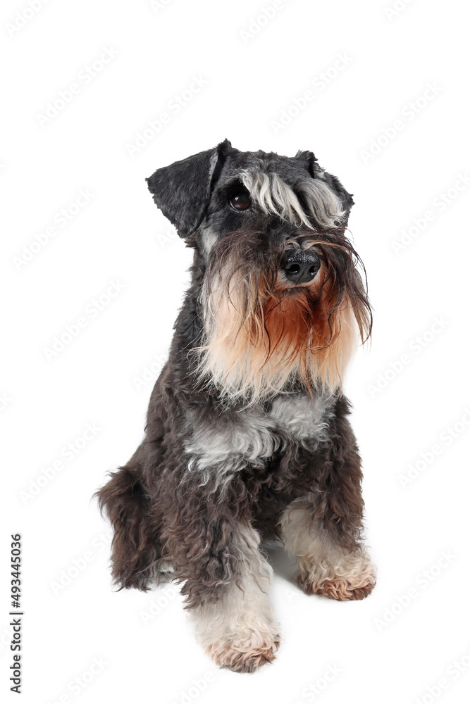 miniature schnauzer dog sitting isolated on white 