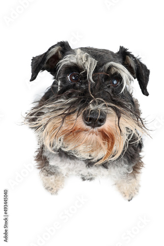 portrait of a very fluffy dog from very close, funny miniature schnauzer