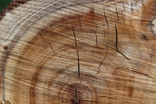 Tekstura drewna w przekroju - słoje drewniane