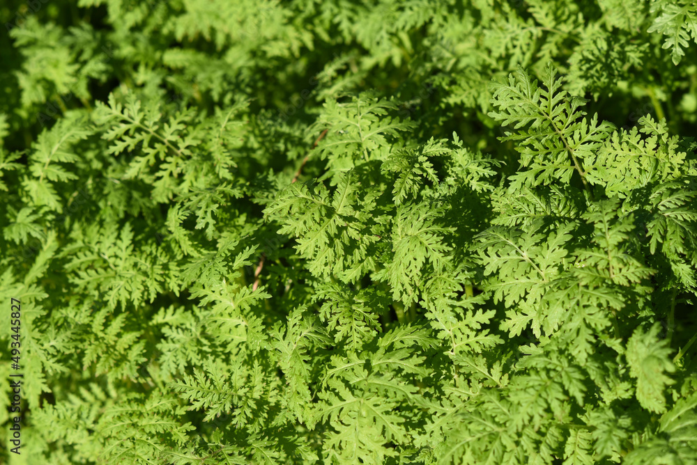 .Texture of green herbs growing in the garden. .Texture of green herbs growing in the garden.