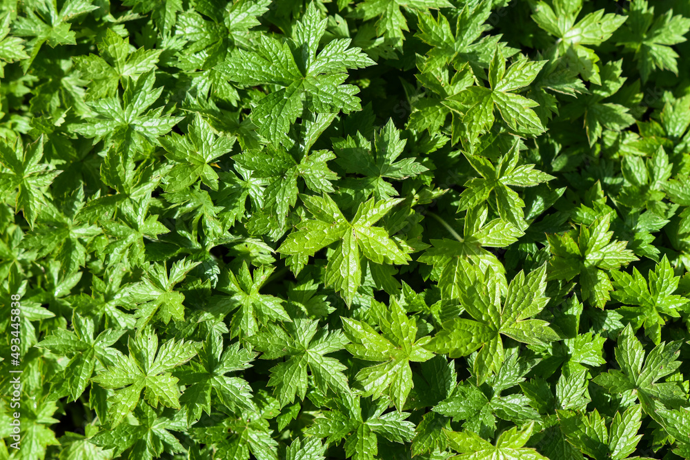The texture of the endressii geranium blooming in the summer garden. The texture of the endressii geranium blooming in the summer garden.