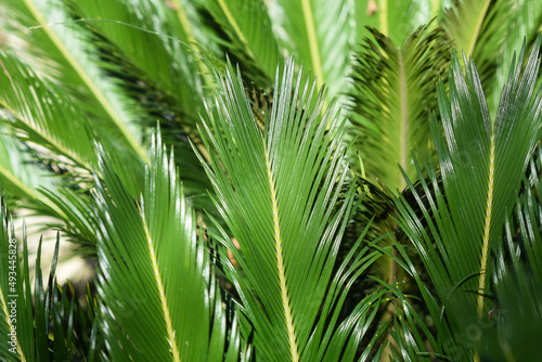 .Palm leaves growing in the garden.