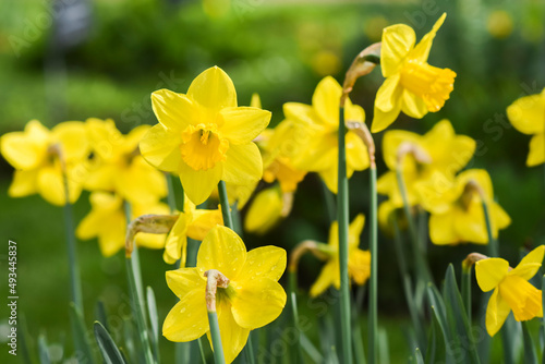 Fototapeta Naklejka Na Ścianę i Meble -  Yellow daffodils blooming in the garden.