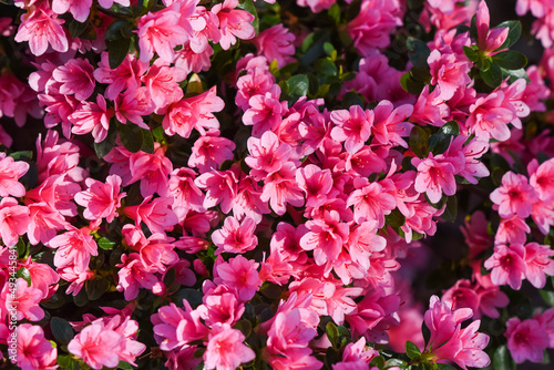 Pink rhododendron flowers blooming in the spring garden. © Kozioł Kamila