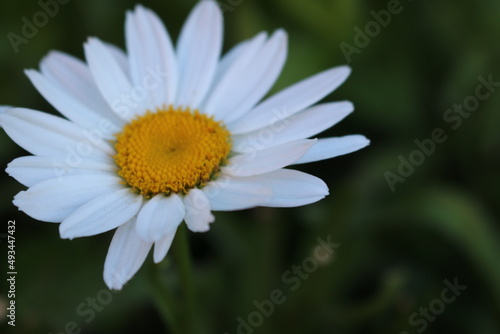 White daisy flower