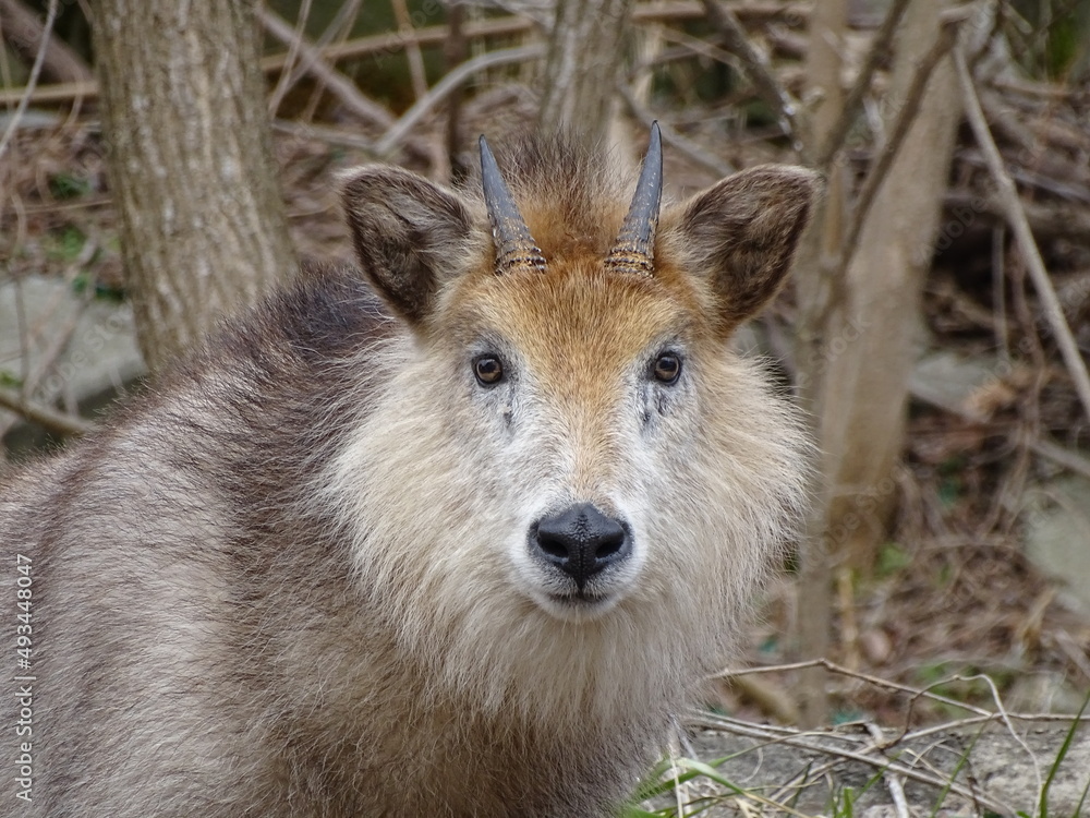 Fototapeta premium ニホンカモシカ