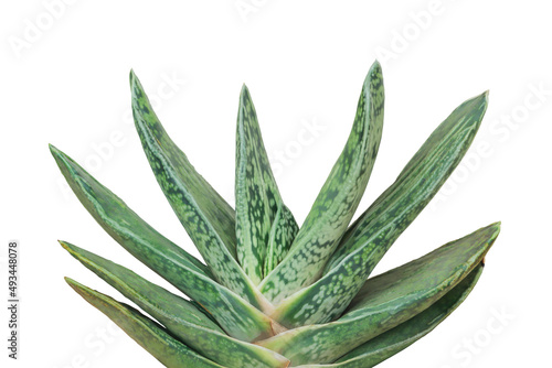 Gasteria Succulent Plant Isolated on White Background with Clipp