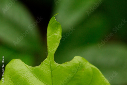 Folha verde com forma diferente e um fundo esverdeado e desfocado. photo