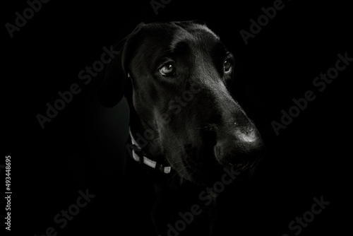 Portrait of a black dog in studio on black wall background 