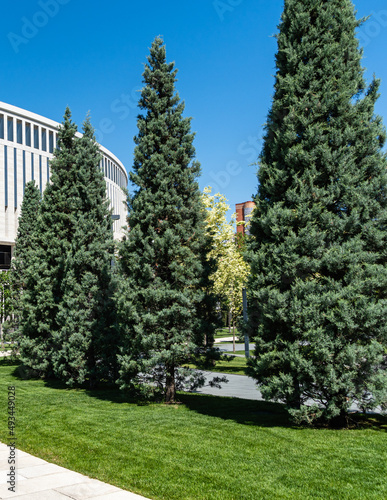 Rows of trimmed Arizona cypress (Cupressus arizonica) 