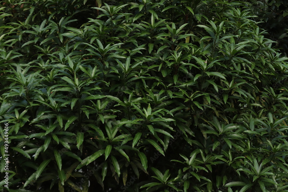 Fototapeta premium A bushy mango leaves.