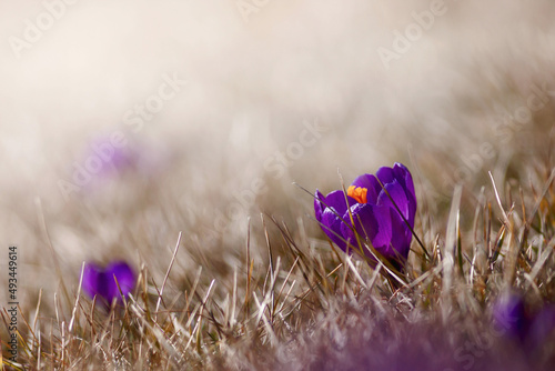 Młode,  wiosenne kwitnące fioletowe kwiaty krokusów na rozświetlonej łące.