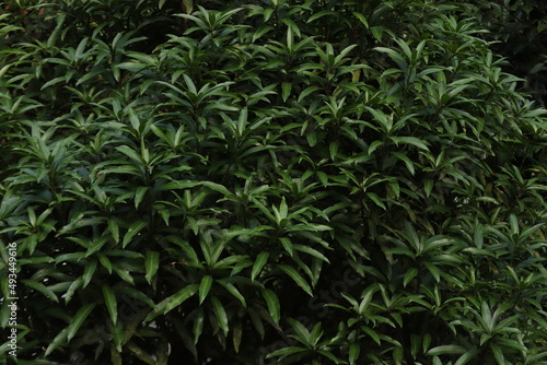Fototapeta Naklejka Na Ścianę i Meble -  A bushy mango leaves.