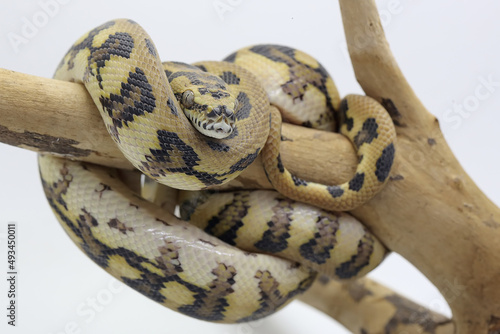 A carpet python is wrapped around weathered wood. photo