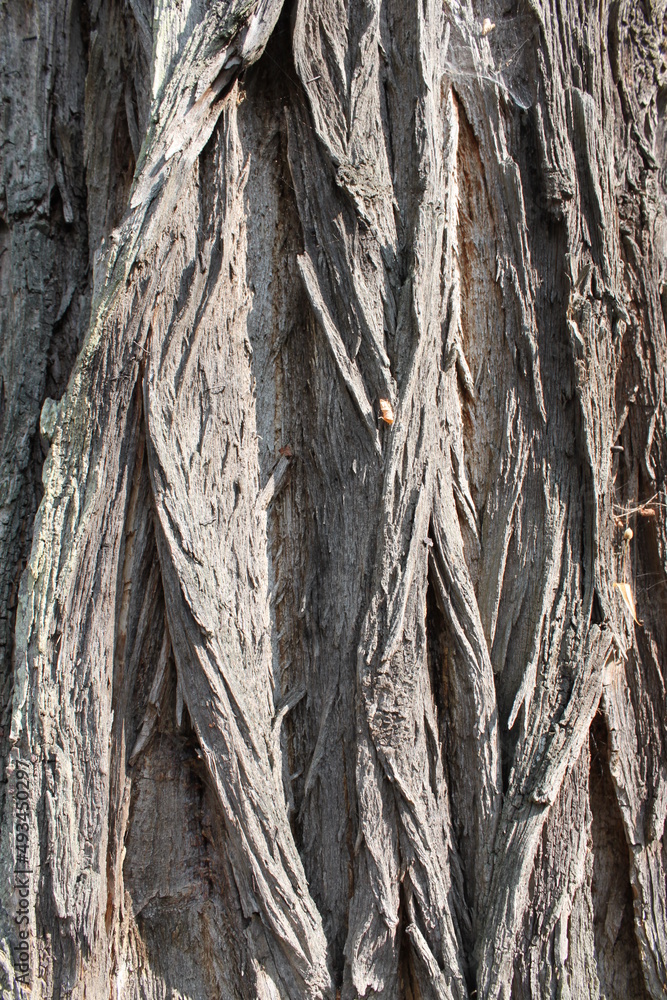 the bark of an old tree in bavaria the bark of an old tree in bavaria