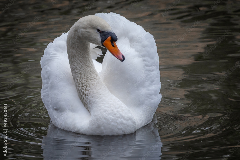 Obraz premium Swan close-up on the pond in the Stryiskyi Park.