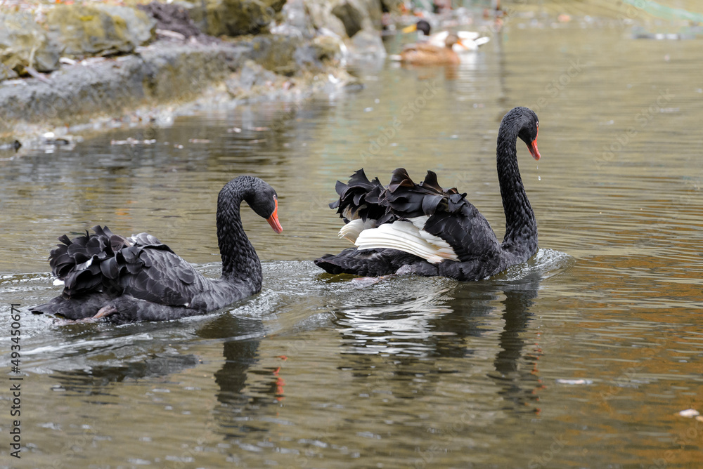 Black Swans on the pond in the Stryiskyi Park. Black Swans on the pond in the Stryiskyi Park.