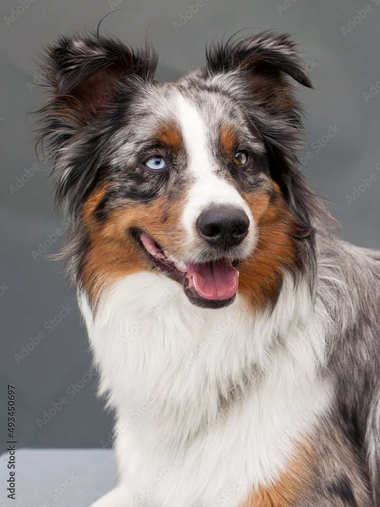 portrait of a collie in studio with grey background