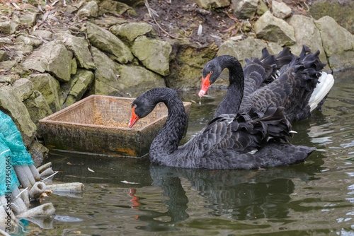 Black Swans on the pond in the Stryiskyi Park. photo