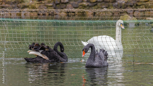 White swan are separated from black ones on the pond in the Stryiskyi Park. photo