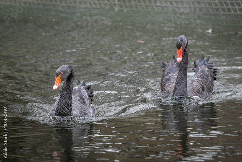 Black Swans on the pond in the Stryiskyi Park. © Serhii Khomiak