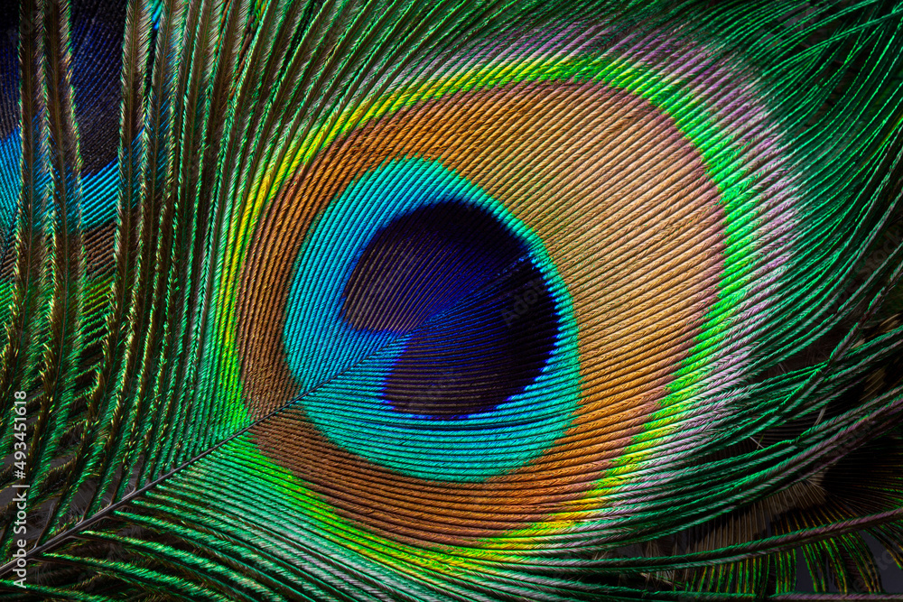 Obraz premium Peacock feather macro texture