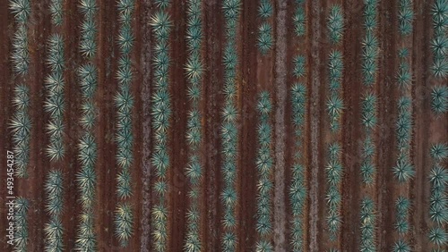 Aerial Drone of Agave Field and Tequila Plants in Jalisco, Mexico. Birds Eye View of Blue Webber Agave Rows of Cactus Like Plants. Rural Area with Red Dirt Covering the Ground photo