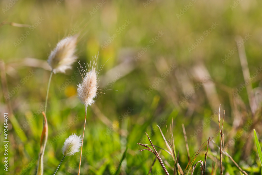 Bunny Tail Grass Flower Heads In Meadow (Lagurus ovatus)