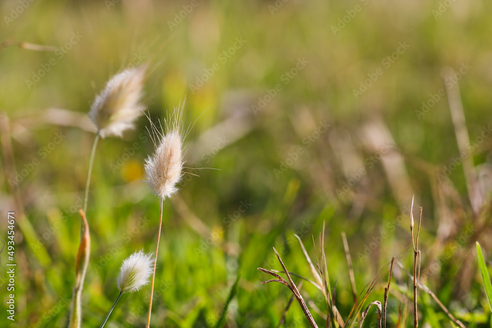 Bunny Tail Grass Flower Heads In Meadow (Lagurus ovatus) Bunny Tail Grass Flower Heads In Meadow (Lagurus ovatus)