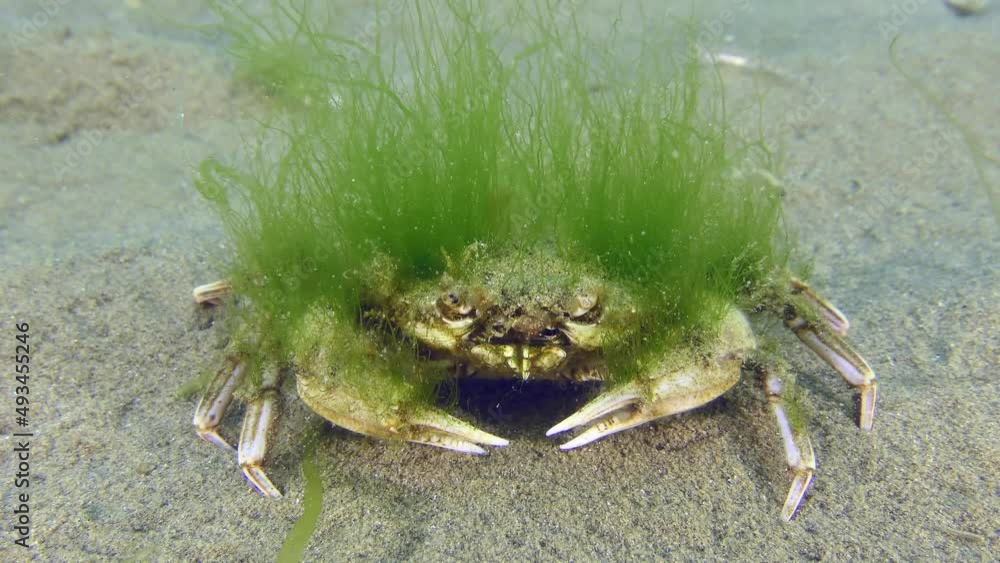 Flying swimming crab (Liocarcinus holsatus) Older crabs rarely change