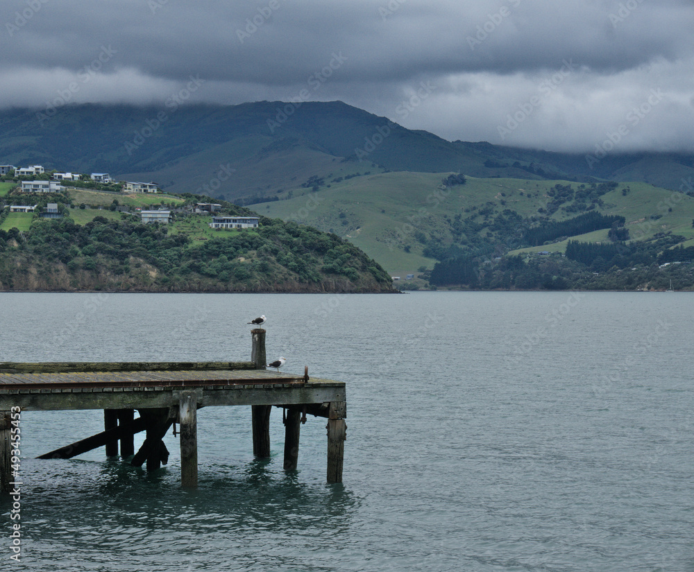Two Southern Blackback Gull birds on a wooden dock against a background inhabited cliff, green mountain peak, dramatic cloudy sky, and Pacific Ocean. Akaroa, Banks Peninsula, South Island, New Zealand