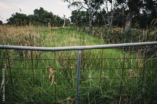 fence and grass