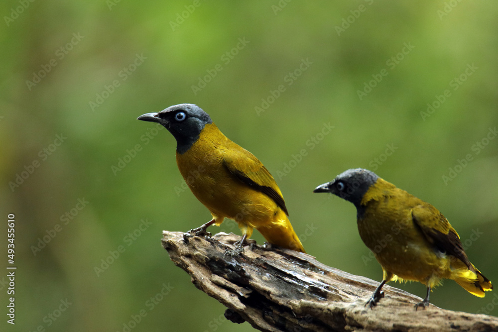 Fototapeta premium The Black-headed Bulbul on a branch