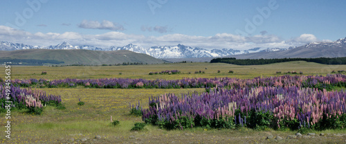 Wide view on valley of green meadow, yellow flowers, and colorful lupines against a background of green hill and forest, snowcapped mountain range and blue cloudy sky. South Island, New Zealand.