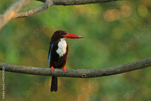 The White-throated Kingfisher on a branch