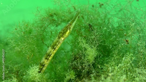 Black-striped pipefish (Syngnathus abaster) in a thicket of green algae, close-up. photo