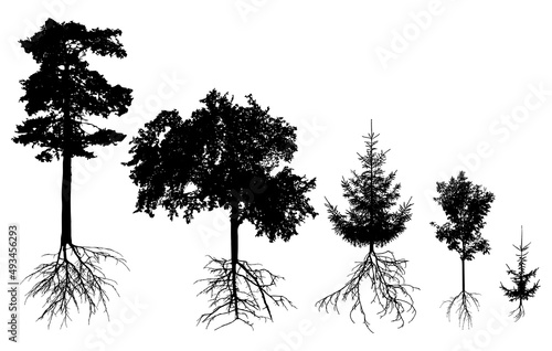 Silhouette of trees with roots. Beautiful fir, pine, deciduous trees. Vector illustration