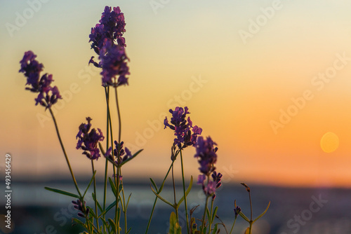 lavender field at sunset © Andrew