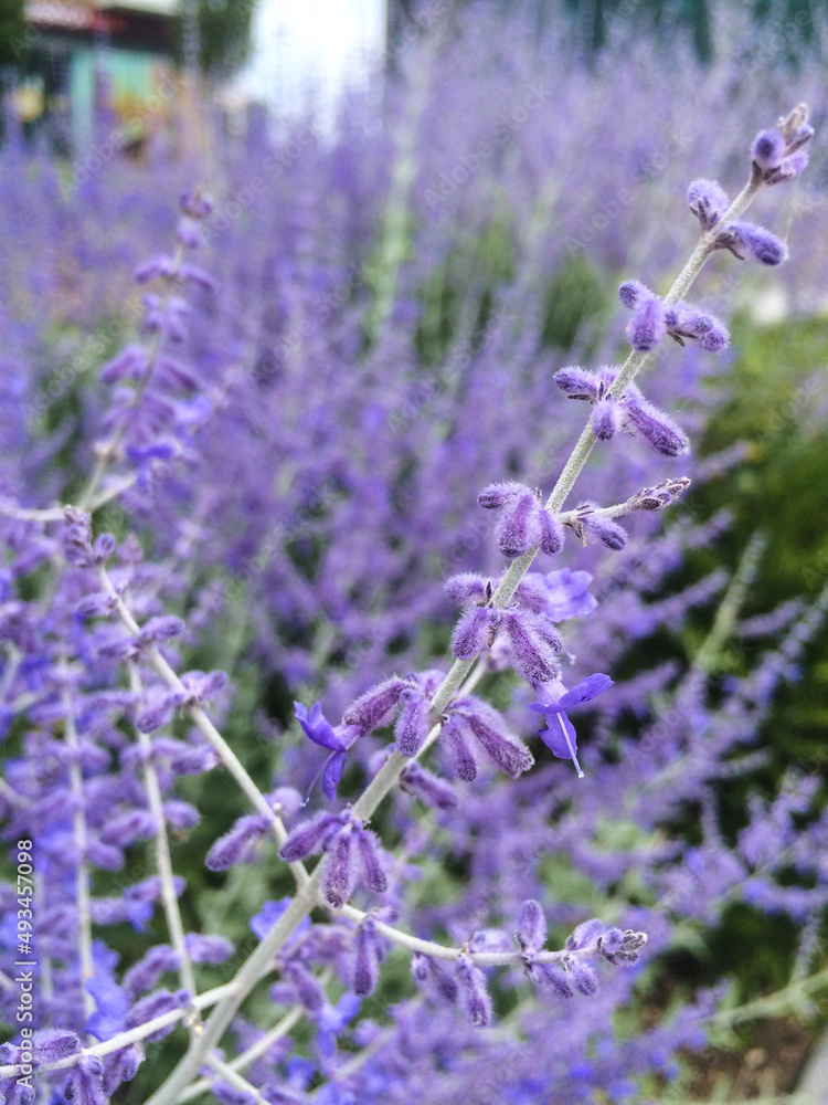 Obraz premium lavender flowers in the garden