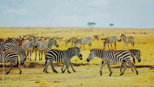 Zebra in the grass nature habitat  National Park of Kenya. Wildlife scene from nature  Africa 