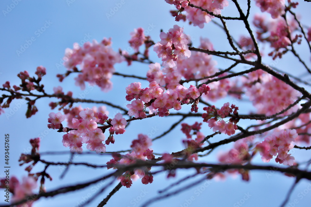 桜の花