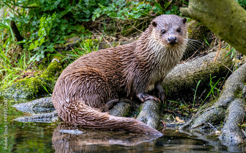 Otter by the riverside