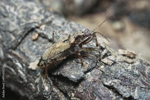 Himacerus is a genus of damsel bugs belonging to the family Nabidae © Gonzalo