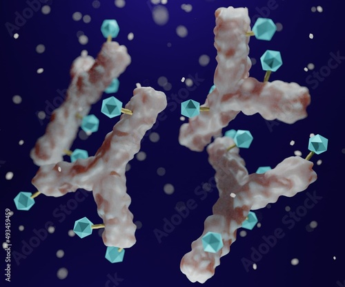 Antibody drug conjugated with cytotoxic payload.  antibody linked to a biologically active cytotoxic (anticancer) payload or drug 3d rendering photo