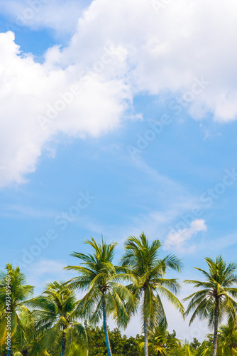 Coconut or palm leaf tree with blue sky and white clouds.