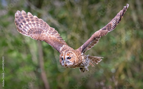 Tawny Owl in flight